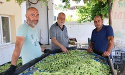Aydın'dan Türkiye'nin dört bir yanına gidiyor: Hasat dönemi başladı