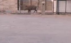 Aç kalan yabani domuzlar şehir merkezine indi