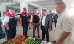 Aydın incirinin kaderi ilek pazarında belirleniyor