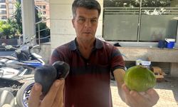 Aydın’da erkenci incir tezgahtaki yerini aldı: Kilosu 200 lira