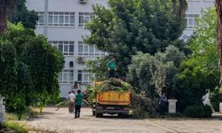 Aydın’da fırtına ağacı devirdi