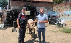 Aydın’da hayvan hırsızı yakalandı