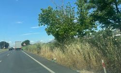 Aydın’da otlar insan boyunu aştı: Yangın riski büyüyor
