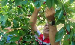 Aydın’da rekor kiraz üretimi