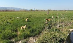 Aydın’ın sokak hayvanları karnesi- Yüzde 47’si toplandı