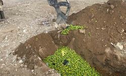 Bozdoğan’da hastalıklı ilekler imha edildi