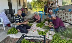 Bozdoğan'da ilekler ağaçla buluştu