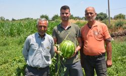 Cincin karpuzunda hasat heyecanı: Üretici fiyatlardan memnun, sahte satışlara tepkili