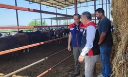 Çine’de 30 baş etçi düve sahibini buldu