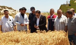 Didim Kaymakamı buğday hasadına katıldı