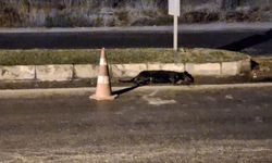 Didim’de başıboş köpekler kazaya davetiye çıkarıyor