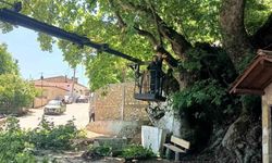 Karacasu’daki anıt ağaçlar yaz dönemine hazırlandı