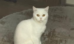 Kayıp kedisini bulana gram altın verecek