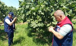 Kuyucak’ta incir üreticilerine zararlı uyarısı
