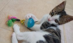 Nazilli’de kaybolan yavru kedi ‘Milka’ için yardım çığlığı