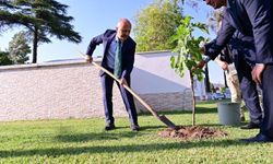 Vali Varol, incir fidanlarını toprakla buluşturdu