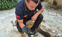 Nazilli’de kedi operasyonu: Betonun altından gelen ses hayat kurtardı