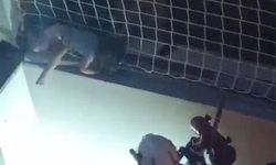 Balkon filesinde can pazarı
