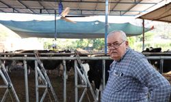 Aydın'da ineklere çöl sıcaklarına karşı vantilatörlü çözüm