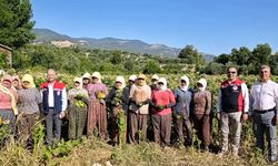 Karacasu'da tütün mesaisi başladı