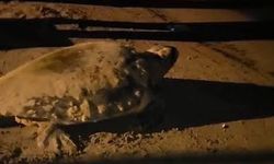 Aydın'ın Kuşadası ve Didim kıyılarında caretta hareketliliği