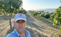 Aydın incirinde umut veren tablo: Kalite ve verim geçen yıldan daha iyi