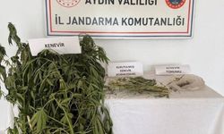 Aydın'da evden kenevir bahçesi çıktı