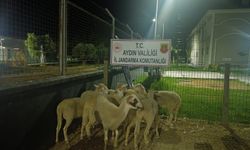 Aydın’da koyun hırsızı tutuklandı