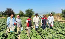 Aydınlı aileden bamya tarlasında omuz omuza üretim