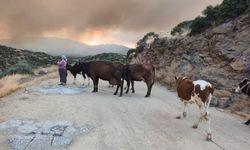 Aydın'da alevler evleri yuttu, hayvanlar son anda kurtarıldı!