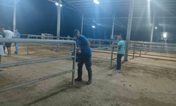 Çine’de veteriner hekimler, yangından kurtarılan hayvanlar için seferber oldu