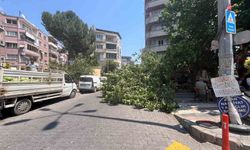 Aydın'da korkutan olay: ağaç iki aracı ezdi
