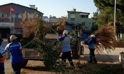 Didim Belediyesi kent genelinde bakım çalışmalarına sürdürüyor
