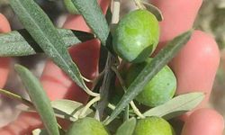 Didim’de zeytin üreticilerine önemli uyarı