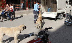 Nazilli’de başıboş köpek gerginliği: Ekiplere direnen kadın adliyelik oldu