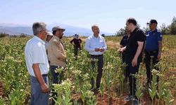 Karacasu Kaymakamı Battal tütün üreticileriyle hasat mesaisine katıldı