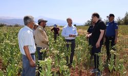 Kaymakam Battal, tütün kırımında