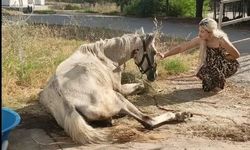 Ölüme terk edilen at, hayvan severlerin sayesinde hayata tutundu
