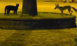 Nazilli'de bir garip kovalamaca - Tilki, kedilerden kaçtı