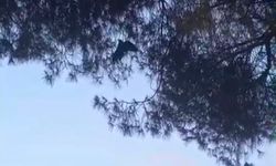 Nazilli’de yürek ısıtan kurtarma: Dala takılan karganın imdadına itfaiye koştu