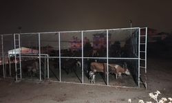 Aydın'da büyükbaş hayvanlara, halı saha sığınak oldu