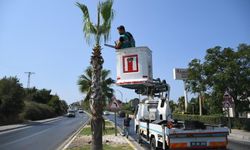 Kuşadası’nda palmiyeler bakıma alındı