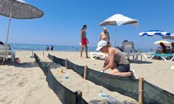 Deniz kaplumbağalarında yavru çıkışları sürüyor