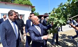 Aydın incirinde yeni tebliğ meyvesini verdi! İlk yılda büyük başarı