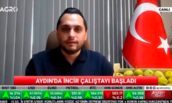 Aydın inciri için dev destek! 100 milyon liralık kaynak açıklandı