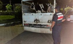 Aydın’da 365 bin liralık hayvan vurgunu jandarmaya takıldı