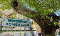 Aydın’ın asırlık çınarı koruma altında