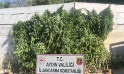 Aydın’da evin bahçesinden 250 kök kenevir çıktı