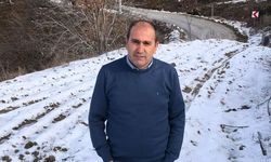 Aydın'da zeytinlikte acı son