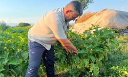 Bozdoğan'da tarladan sofraya emek: Üretici kazanıyor, vatandaş Ucuza Alıyor